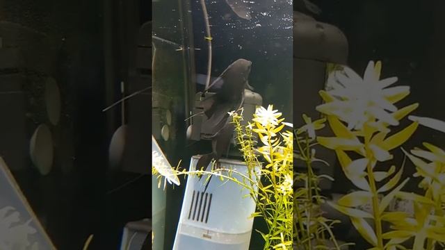 Нерест скалярий в общем аквариуме смотреть онлайн