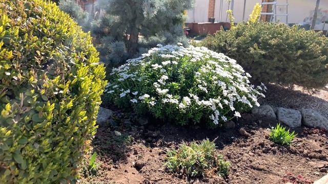 ИБЕРИС - минимум затрат, максимум красоты! Неприхотливые цветы.