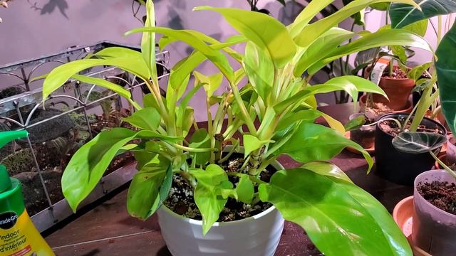 Philodendron Golden Goddess Care And Propagation | 9 Month Update! смотреть онлайн