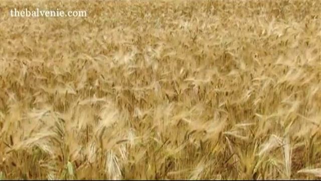 Все о ячмене смотреть онлайн