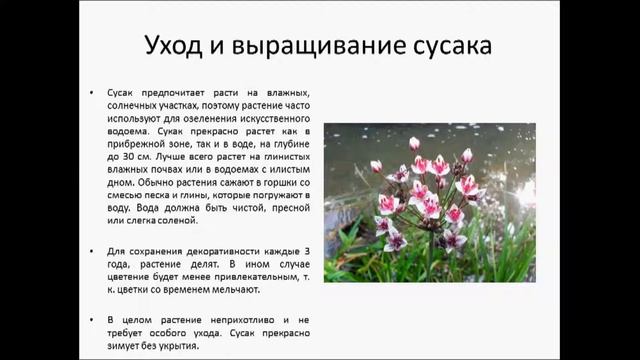 СУСАК смотреть онлайн