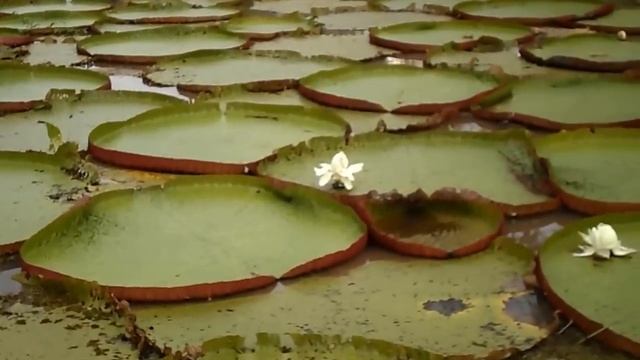 victoria regia (flor de lotto) Leticia, AMAZONAS смотреть онлайн