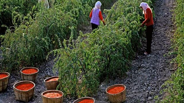 тибетский барбарис годжи купить смотреть онлайн