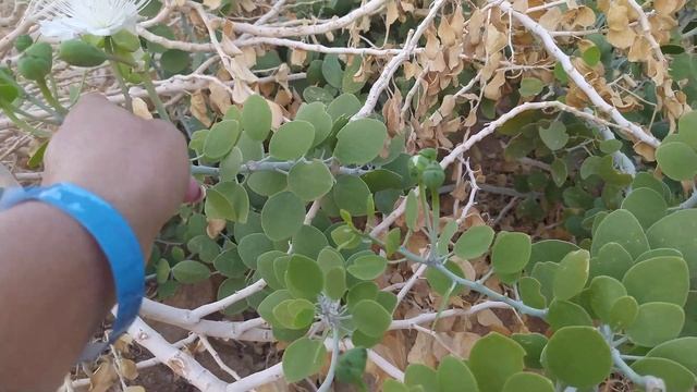 Каперс колючий!!!! Восхитительный экземпляр!!!! смотреть онлайн