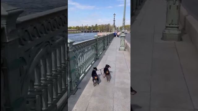 Не пускают в общественный транспорт , не беда) проложим мы путь через город всегда )))) смотреть онлайн