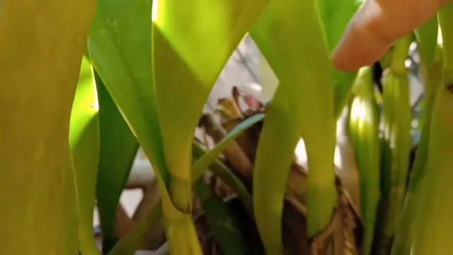 Giant Cattleya Flower смотреть онлайн