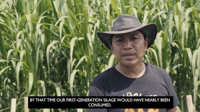 CATTLE FARMING: (ENGLISH SUBS) ROUGHAGE EFFECIENCY - HOW MANY HEADS IN 1 HECTARE NAPIER PLANTATION. смотреть онлайн