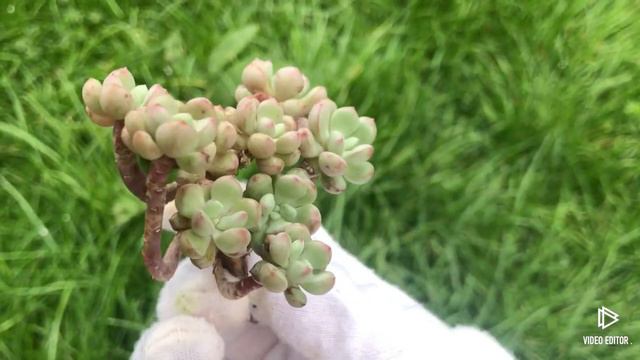 Echeveria Old Pearl Bean смотреть онлайн