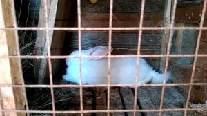 как узнать беременна крольчиха или нет...