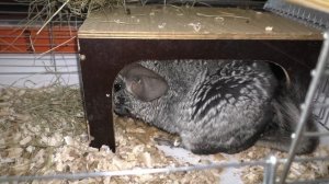 Шиншиллы - разведение