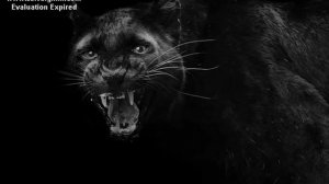 крик пантеры