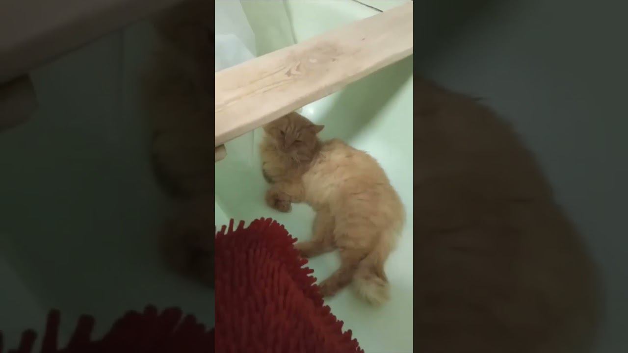 #shortsclip#shortscraft#youtube#youtuber#subscribe#shortsadoptme#shortsroblox#shortsanity#shorts