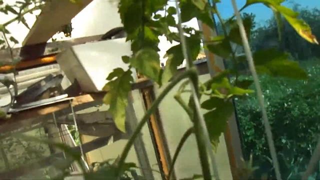 помидоры ранней весной в зимней теплице смотреть онлайн