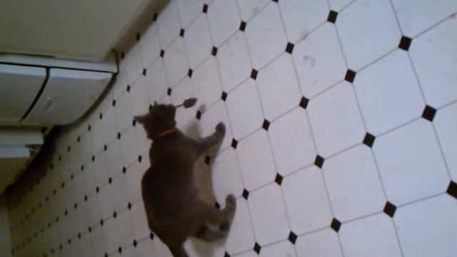 Mousy! смотреть онлайн