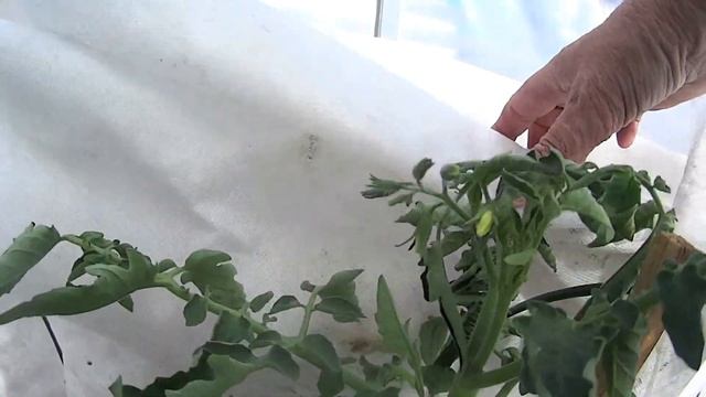 Участок зарастает Медведки свирепствуют Июньские заморозки наводят порядки смотреть онлайн