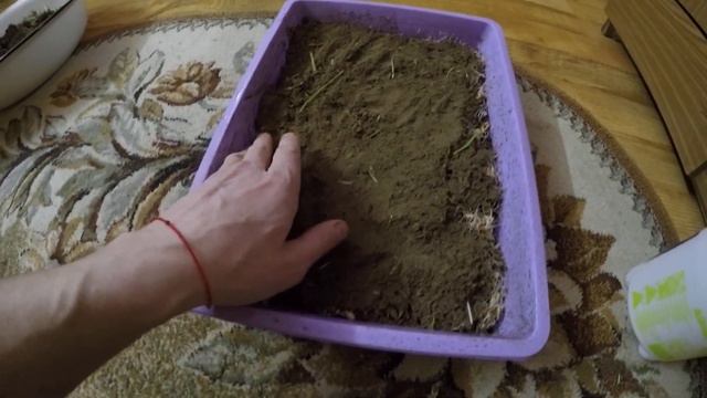 Посадка травы для кота зимой.Пророщенная пшеница. смотреть онлайн