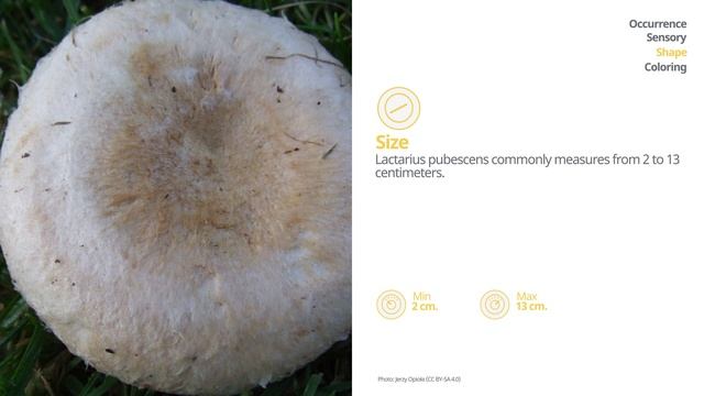 Bearded milkcap (Lactarius pubescens) | Shape | Practical Short Profile | Shroomers смотреть онлайн