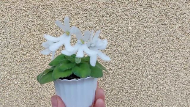 Особлива фіалка! Lunar Lily White. Квіти форми "павук"! смотреть онлайн