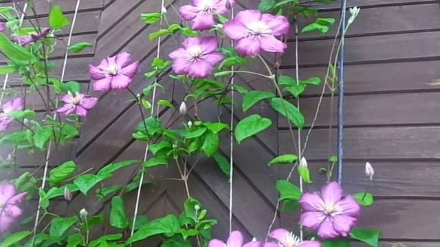 Выращивание и уход летом за многолетними лианами клематиса на своем приусадебном участке. смотреть онлайн