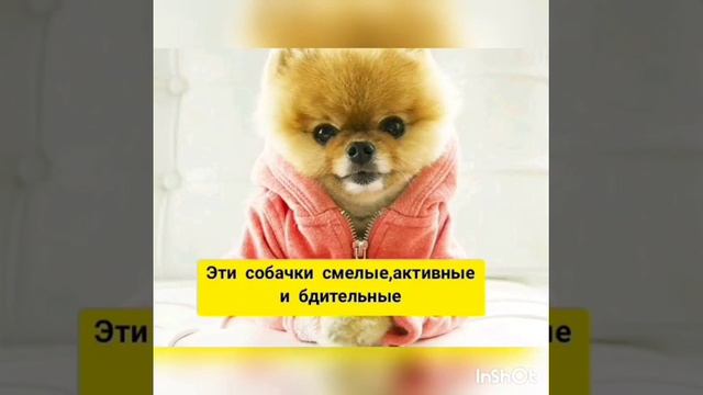 Всё о породе померанский шпиц смотреть онлайн