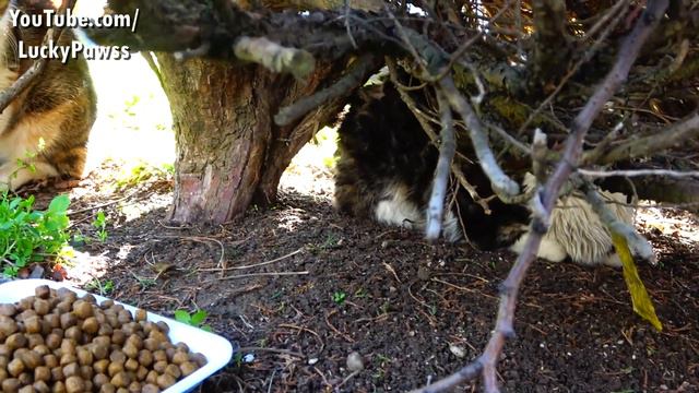 The Cats Are Very Hungry, But They Cannot Come To Eat The Food Because Of Their Fear - Lucky Paws