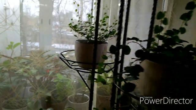 Обзор новой подставки с растениями смотреть онлайн