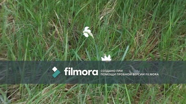 Сталк#1По дачам:эпик нашли гнездо шершней смотреть онлайн