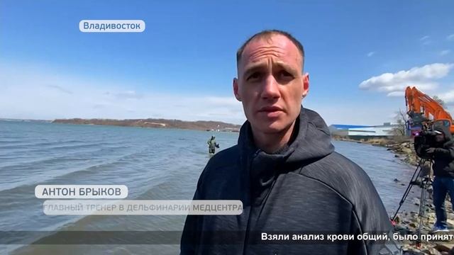 Застрявшего у берега дельфина осмотрели специалисты смотреть онлайн