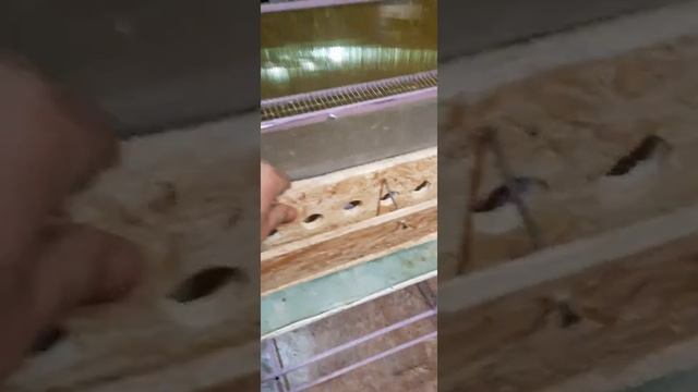 Клетка для перепелов. смотреть онлайн