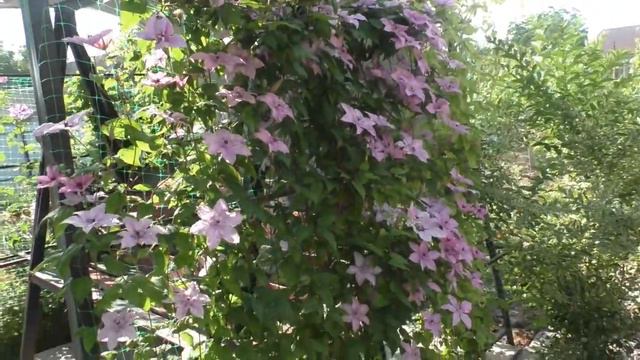 мой прекрасный цветочный сад. май смотреть онлайн