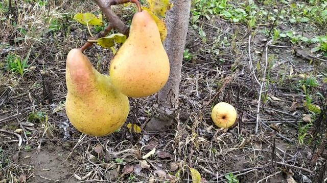 груші Долорес і Осінь Буковини смотреть онлайн