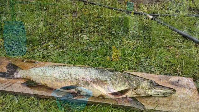 ЛАЙФХАК. КАК ОЧИСТИТЬ РЫБУ ОТ ЧЕШУИ, НЕ НАПРЯГАЯСЬ. смотреть онлайн