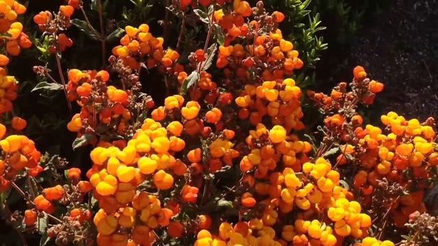 CALCEOLARIA integrifolia смотреть онлайн
