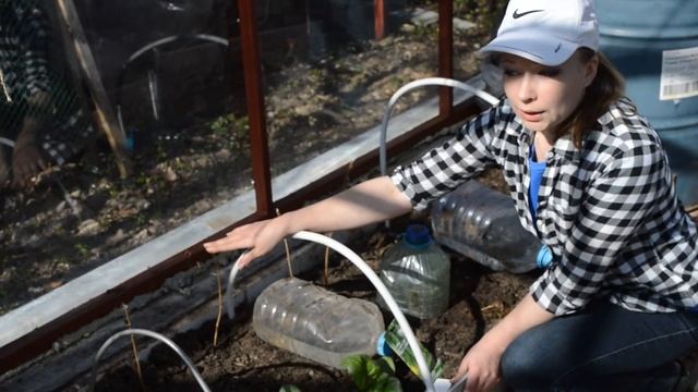 Посев огурца в теплицу смотреть онлайн