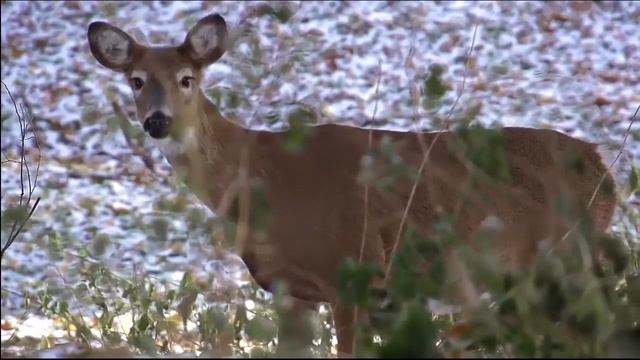Пение птиц смотреть онлайн