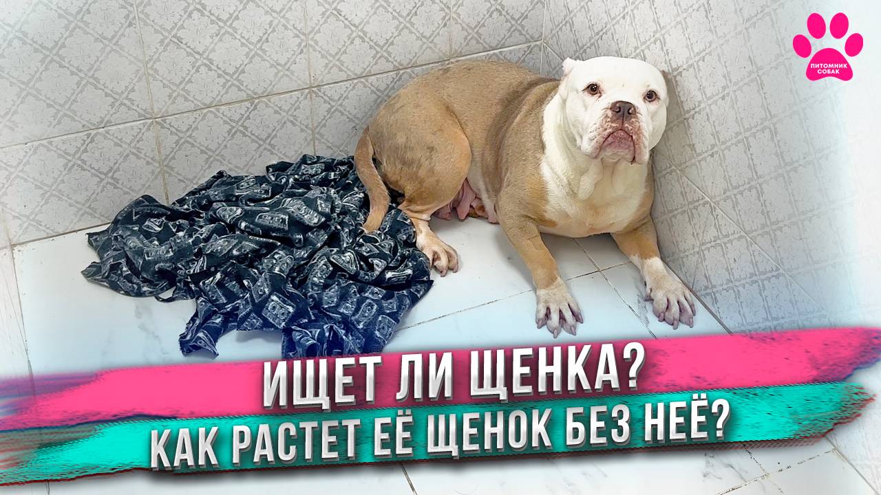 Что с собакой у которой заводчики отняли щенка сразу при рождении? смотреть онлайн