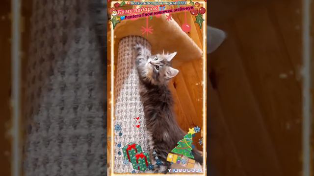 💙🔥Серебряная красотка мейн-кун🔥💙 Pantera Snow💣 Свободна! Возраст 2 мес😻 Супер подарок на Новый год🎅 смотреть онлайн