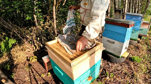 Мёда нет смотреть онлайн