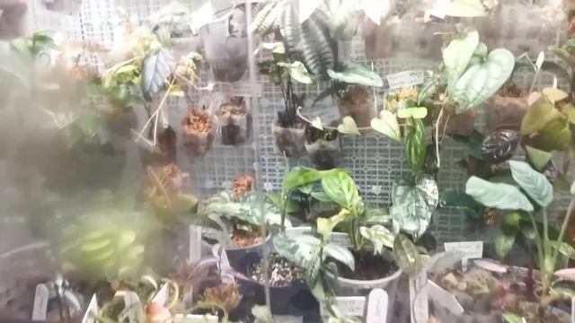 Тайский птичий рынок | Аквариумы на Chatuchak Market (Бангкок) смотреть онлайн