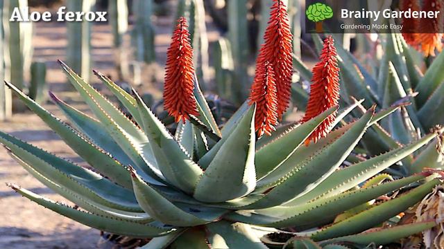 Aloe ferox Video смотреть онлайн