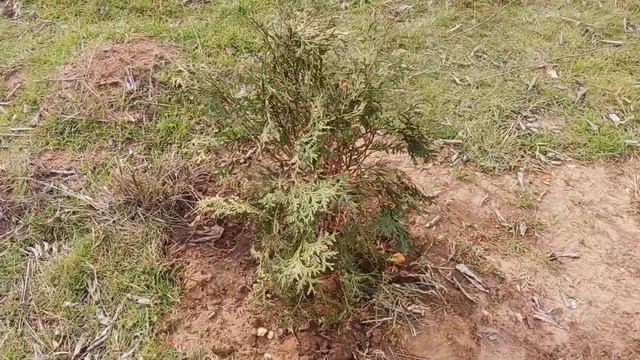 Gardening Skybound Arborvitae (thuja occidentalis 'skybound) planted in November 2022 смотреть онлайн