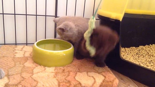 Британский шоколадный кот смотреть онлайн