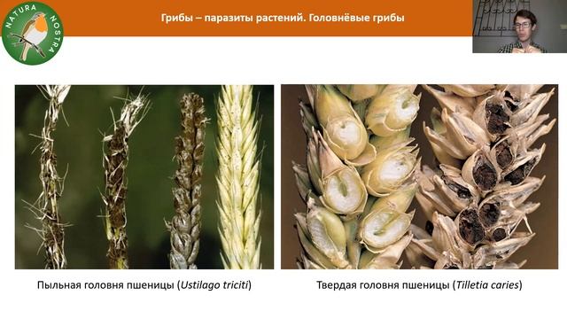 Грибы-паразиты смотреть онлайн