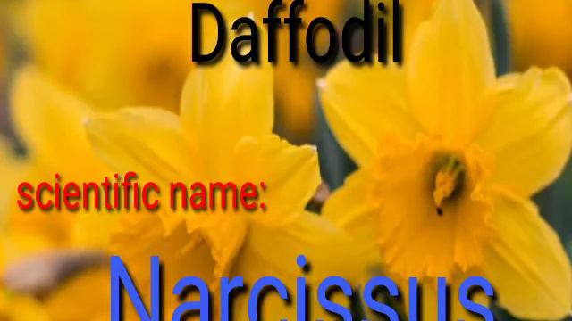 Scientific name of Daffodil? смотреть онлайн