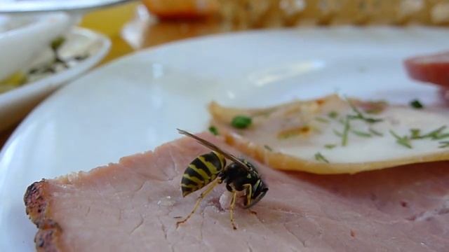 ОСА ворует ветчину смотреть онлайн