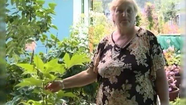 Аспирин на клумбе: лабазник смотреть онлайн