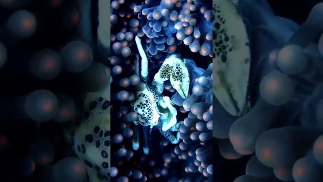 ? Фарфоровые крабы У них уплощенные тела, приспособленные для жизни в расщелинах скал. смотреть онлайн