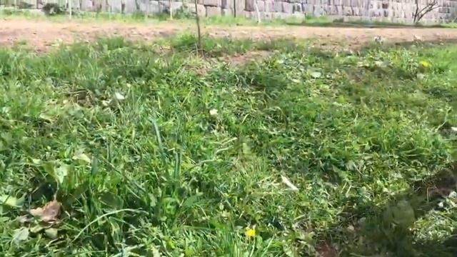 Ինչ սիրուն ծաղիկներ են смотреть онлайн
