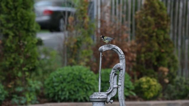 Nistplatz von Meisen in einer Wasserpumpe in einem Garten in Fröndenberg-Warmen смотреть онлайн