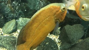 Размножение цихлид. Зачем забирать икру или малька. Ответы на вопросы. #аквариумистика